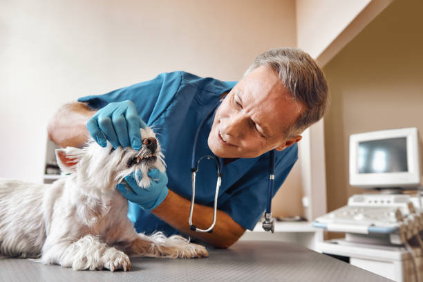 Best Same-Day Emergency Dental Services in Holtville, AL